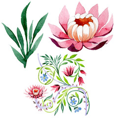 Pink lotus ornament floral botanical flower. Watercolor background set. Isolated lotus illustration element.
