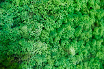 Close up green moss texture, background, nature plant, moss wall, selective focus