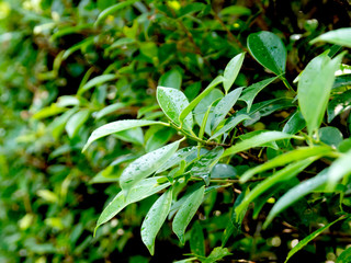 Soft shoots of green leaves  bokeh as a blurred background.soft focus..