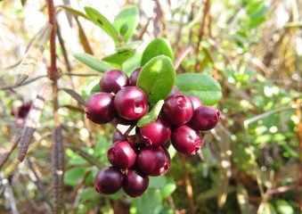 forest cowberry