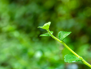 Soft shoots of green leaves  bokeh as a blurred background.soft focus..