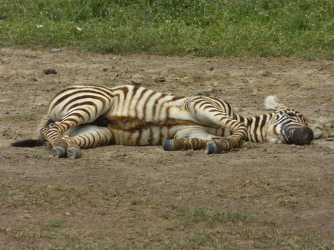 Kenia & Tansania
