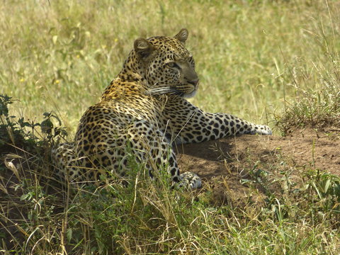 Kenia & Tansania