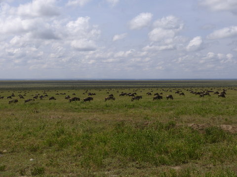 Kenia & Tansania