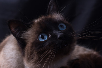 cat
