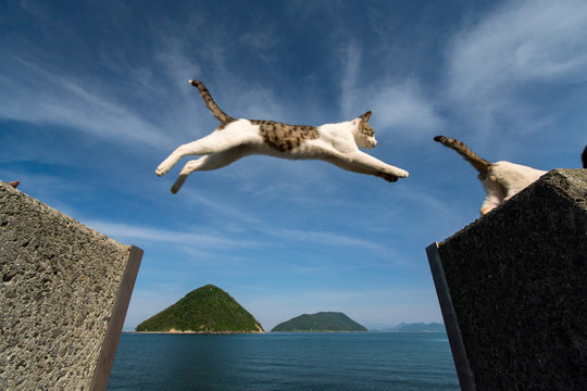 猫ジャンプ