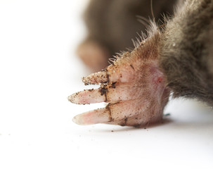 Maulwurf mole Pranke paw (002)
