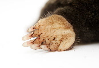 Maulwurf mole Pranke paw claw (001)