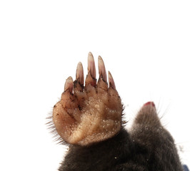 Maulwurf mole Pranke paw claw erde soil tier animal graben dig natur nature nail fingernagel...