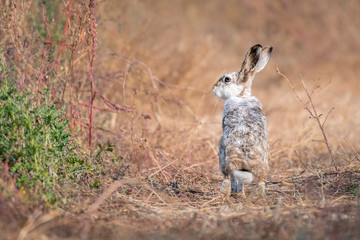 european hare on a path