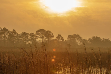 Fototapeta premium Sunrise over St Mark's Wildlife Refuge
