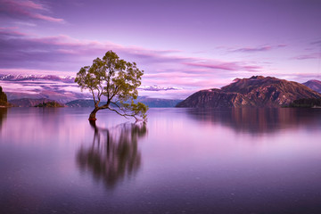 Wanaka Tree - New Zealand