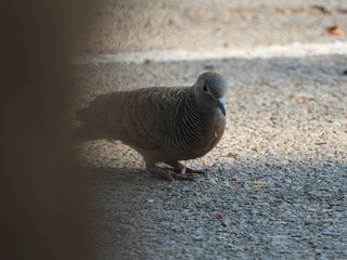 Dove is on the ground.