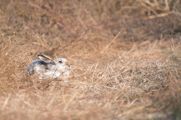 whitish hare in bushy vegetation