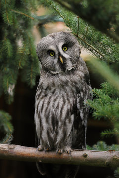 Full body of adult male great grey owl (Strix nebulosa) on the tree branch