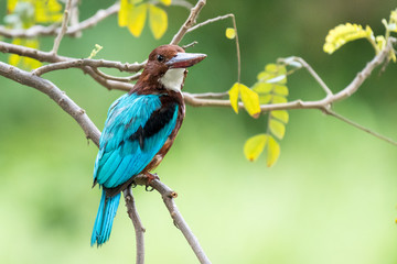 white-throated kingfisher on a branch with green background