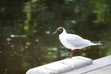 Seagull in city park