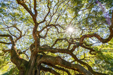 Angel Oak Live Oak Tree in Charleston, South Carolina