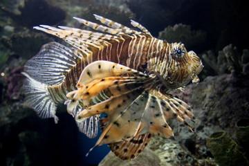 Fish