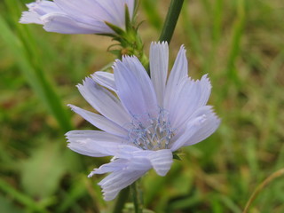 the chicory flower