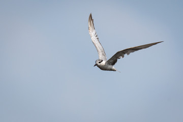 flying whiskered tern with perfect blue sky