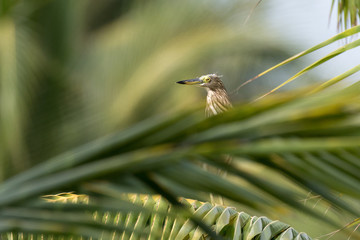 indian pond heron on a palm tree