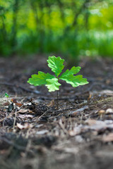 Small oak tree sprout with green leaves on a background of forest