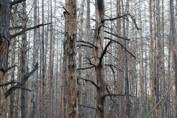 Fototapeta premium Charred in the fire during a fire tree trunks in the forest