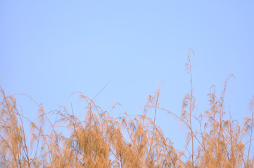Abstract natural leaf tree on blue sky background - Image
