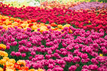 Beautiful meadow spring  colorful tulips in the park