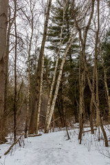 Birch Trees along Path