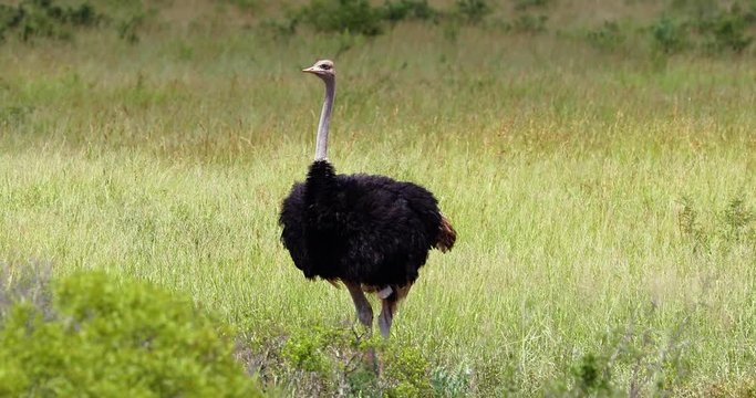 Ostrich in the savannah, park kruger south africa
