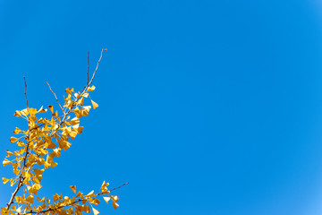 青空とイチョウ