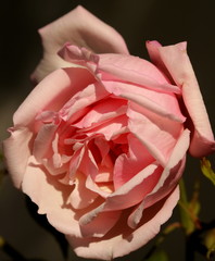 Close up of a delicate pale pink rose.