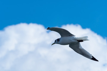 銚子のミツユビカモメ３