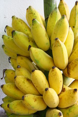 bunch of ripe bananas