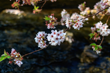 町田市　恩田川沿いの桜