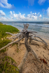 Driftwood on the Beach