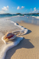 Fototapeta na wymiar Conch Shell in the Surf