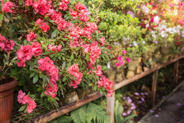Fototapeta na wymiar Assortment of blooming azaleas rhododendrons in flower pots in old greenhouse.