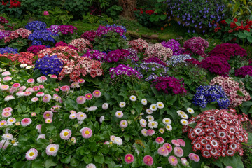 Many varieties of colorful and lovely winter flowers  in a botanic garden in Chiang Mai, Thailand. Winter flowers can grow nicely in Southeast Asia if planted on high altitude area.