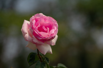 A closeup of a lovely pink rose in a botanic garden in the north of Thailand during winter with blurred background.