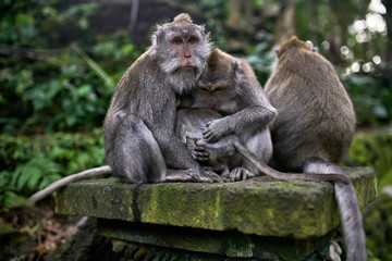 Family of macaques resting in Monkeys Forest on Bali