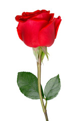 One Red rose isolated on white background.