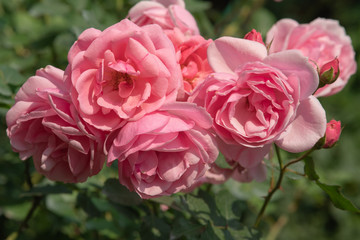 A closeup of a bouquet of pretty pink roses in a flower show held in the north of Thailand during winter. 