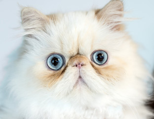 gatto persiano con occhi azzurri