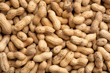 Peanuts harvested in Chiba, Japan
