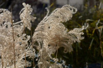 golden ornamental grass karl foerster with brown dried stalks, dried calamagrostis acutiflora karl foerster in late winter with many seeds on it