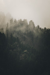 Mist and a forrest