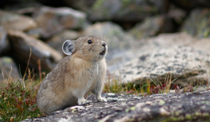 A pika at home in Rocky Mountain National Park, Colorado